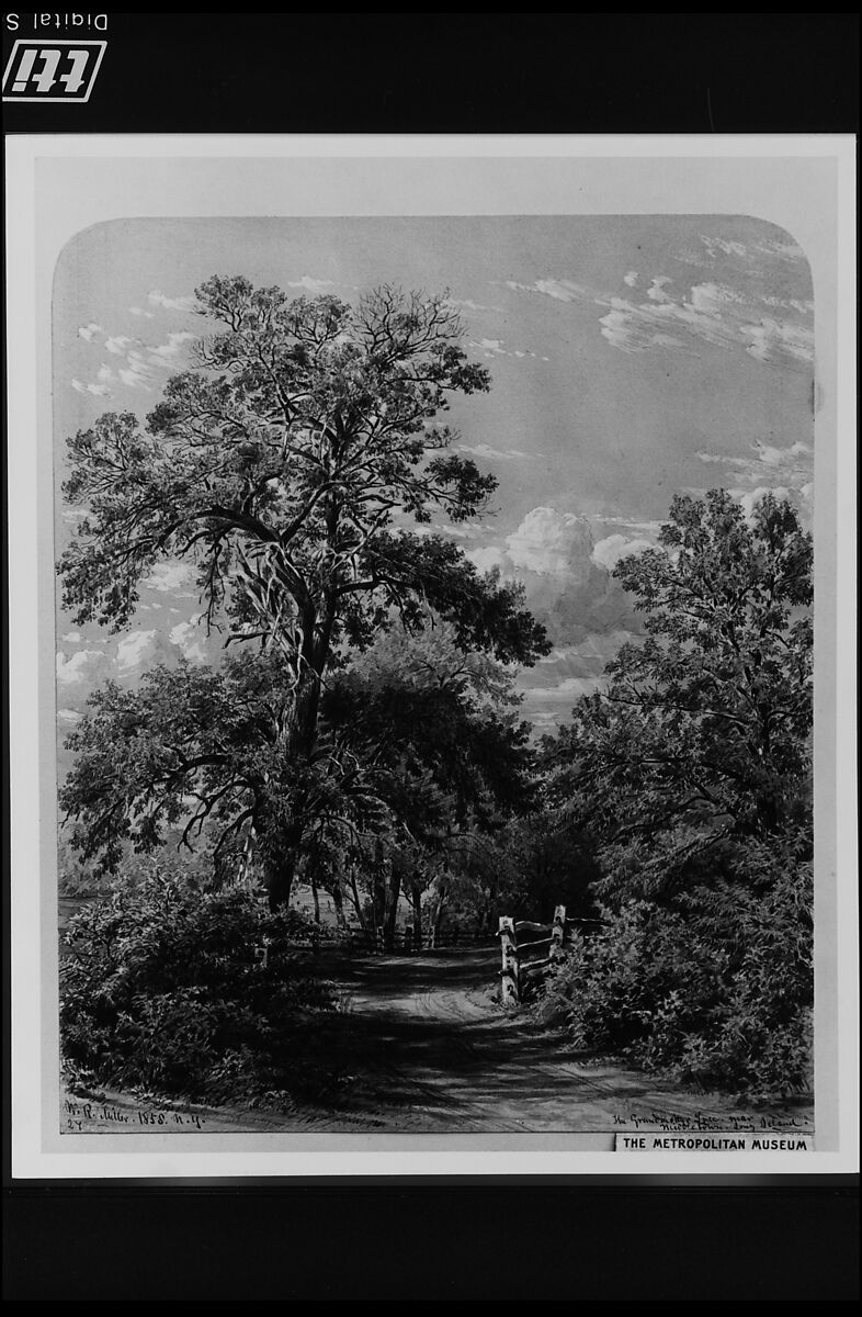 The Grandmother Tree, near Middletown, Long Island, William Rickarby Miller (American (born England), Staindrop 1818–1893 Bronx, New York), Watercolor, gouache, and graphite on off-white wove paper, American
