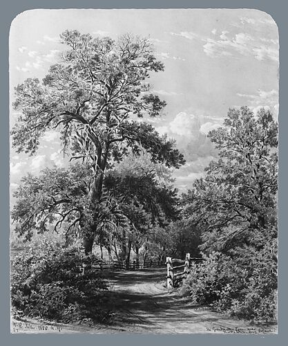 The Grandmother Tree, near Middletown, Long Island
