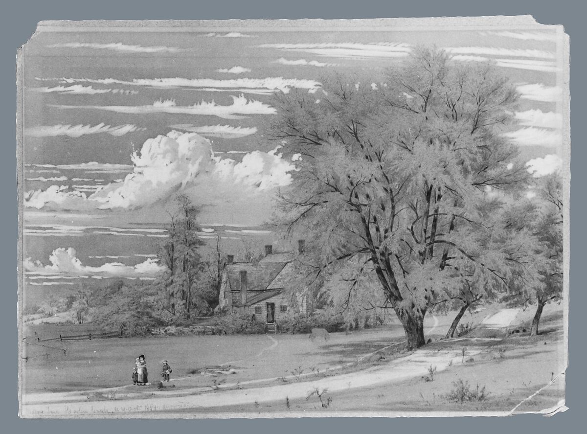 Willow Tree, Harlem Creek, New York, William Rickarby Miller (American (born England), Staindrop 1818–1893 Bronx, New York), Watercolor, gouache, and graphite on green wove paper, American