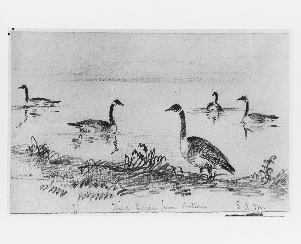 Wild Geese (from McGuire Scrapbook), Shepard Alonzo Mount (1804–1868), Graphite on off-white heavy-weight wove paper, American 