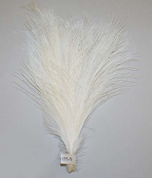 Aigrette, feathers, American or European 