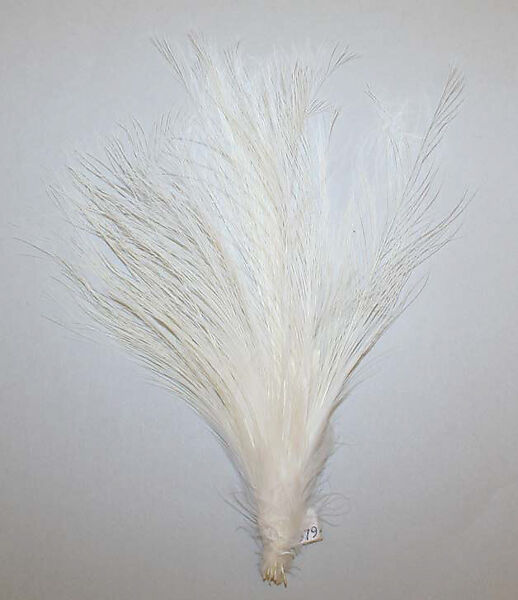 Aigrette, feathers, American or European 