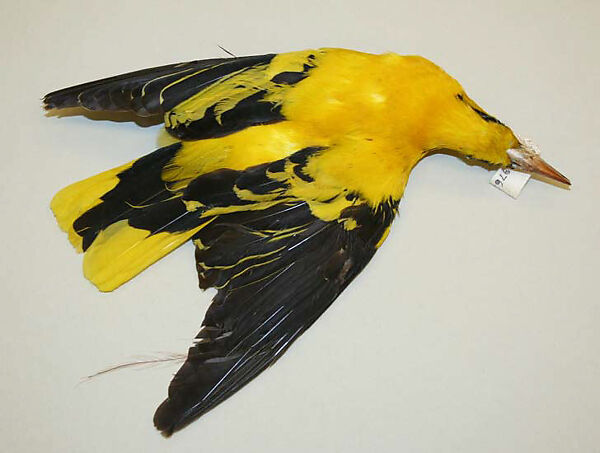 Ornament, feathers, bone, French 