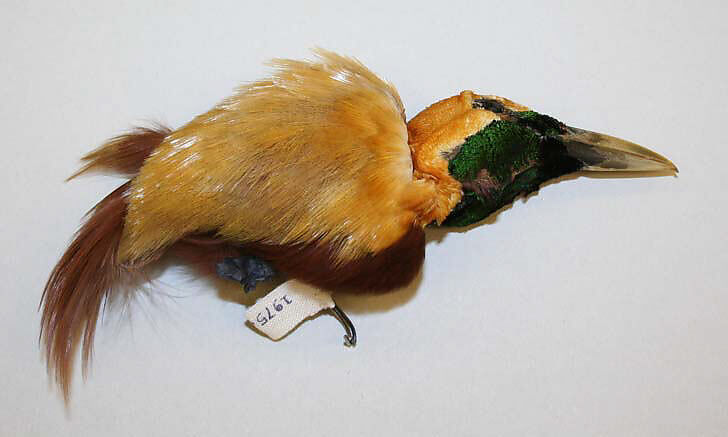 Aigrette, feathers, American or European