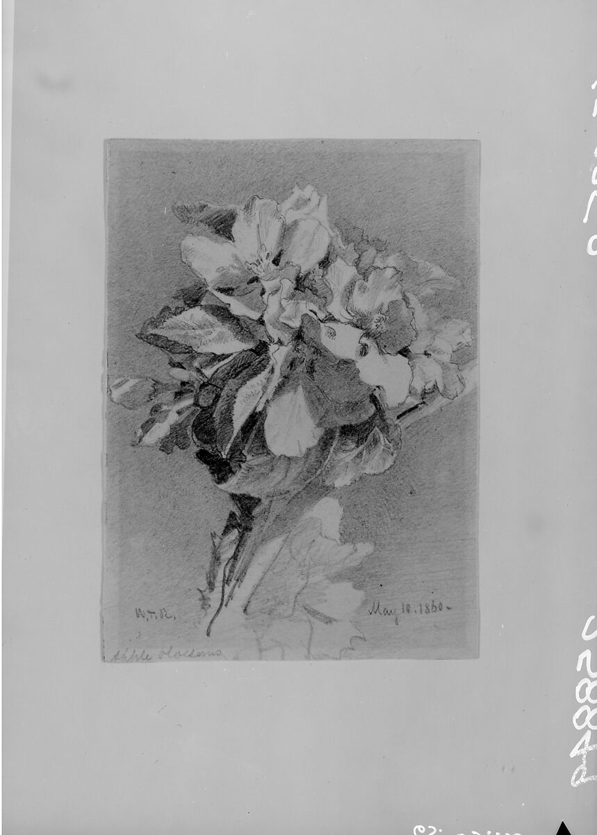 Apple Blossoms, William Trost Richards (American, Philadelphia, Pennsylvania 1833–1905 Newport, Rhode Island), Graphite on off-white wove paper, American