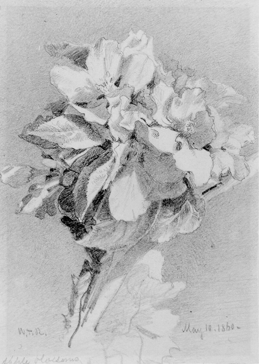 Apple Blossoms, William Trost Richards (American, Philadelphia, Pennsylvania 1833–1905 Newport, Rhode Island), Graphite on off-white wove paper, American 