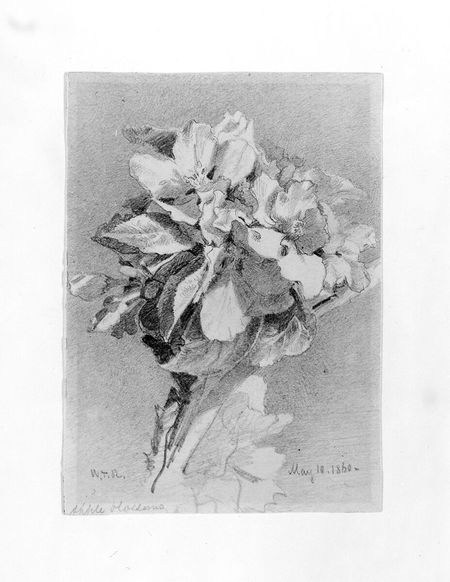 Apple Blossoms, William Trost Richards (American, Philadelphia, Pennsylvania 1833–1905 Newport, Rhode Island), Graphite on off-white wove paper, American