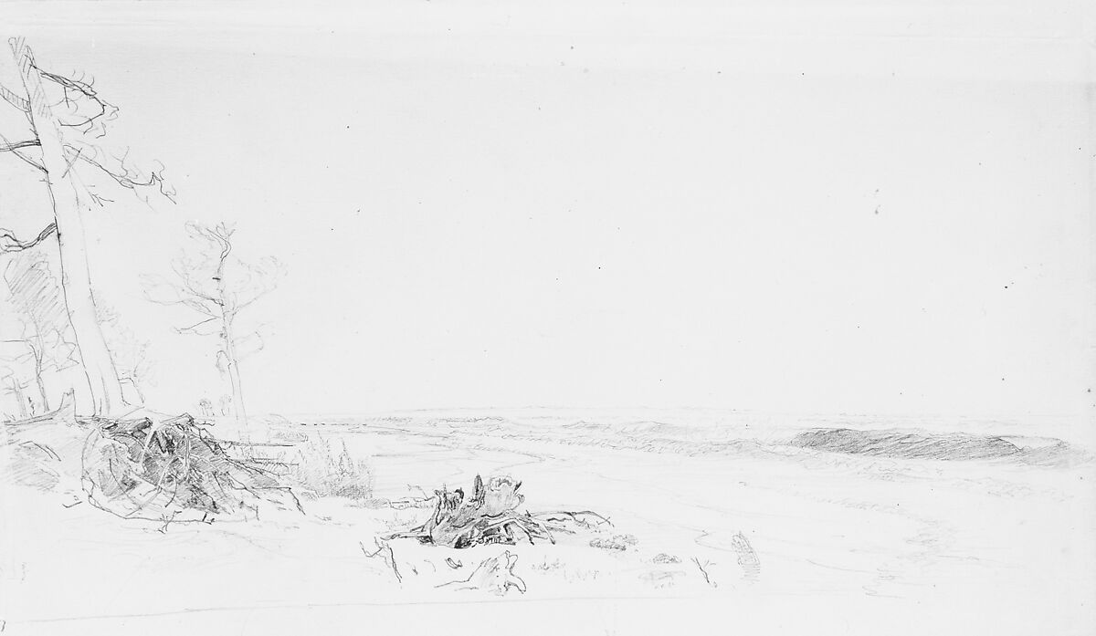 Cedar Trees near Atlantic City, William Trost Richards (American, Philadelphia, Pennsylvania 1833–1905 Newport, Rhode Island), Graphite on light green wove paper, American 