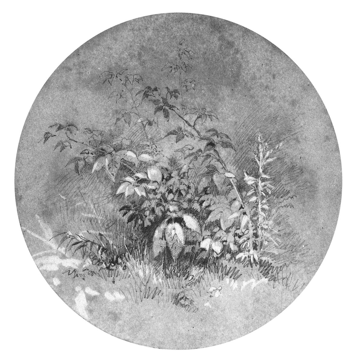 Study of Ground Foliage (from Cropsey Album), Attributed to William Trost Richards (American, Philadelphia, Pennsylvania 1833–1905 Newport, Rhode Island), Graphite and white gouache on buff-colored wove paper, American 