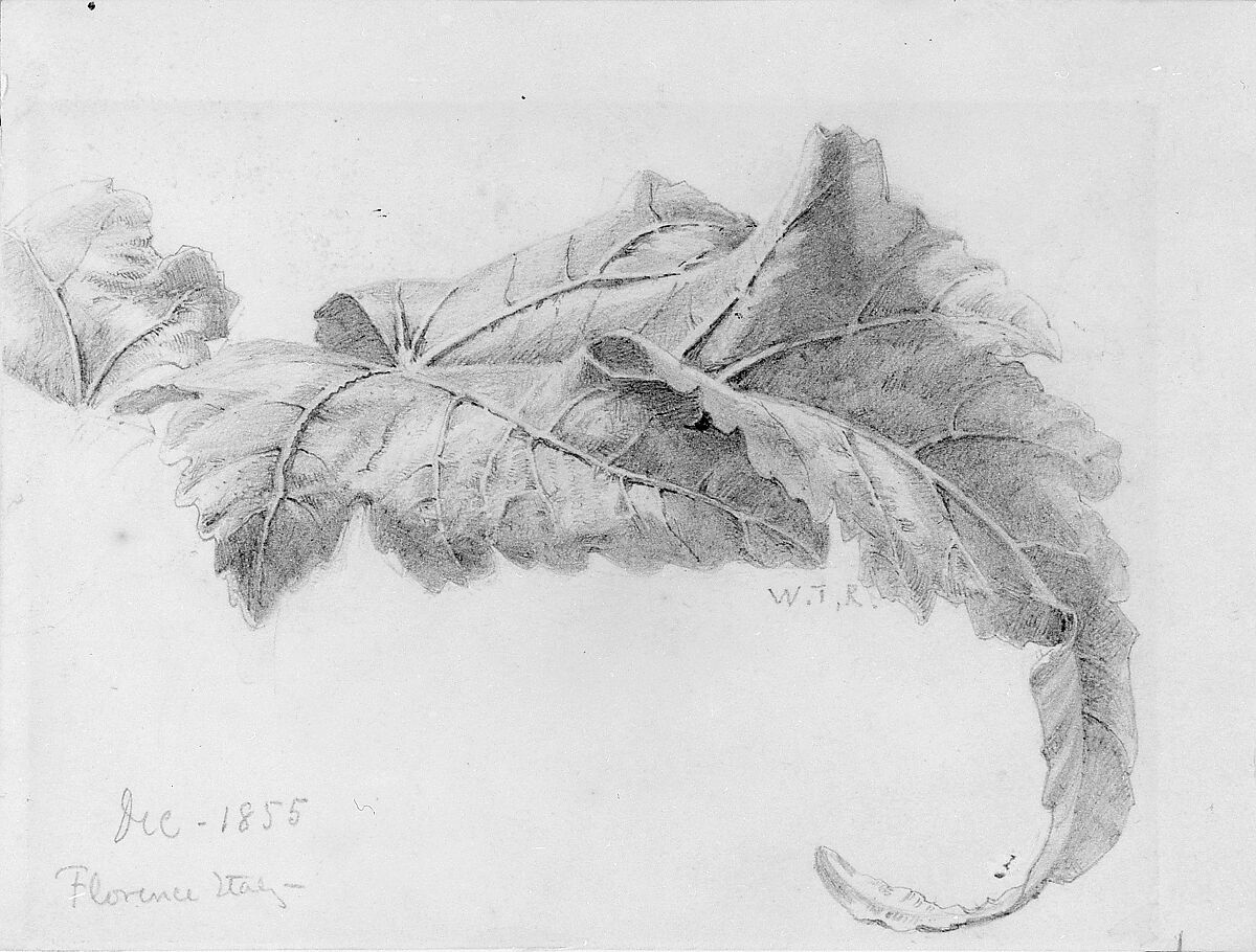 Leaves, William Trost Richards (American, Philadelphia, Pennsylvania 1833–1905 Newport, Rhode Island), Graphite on off-white wove paper, American 