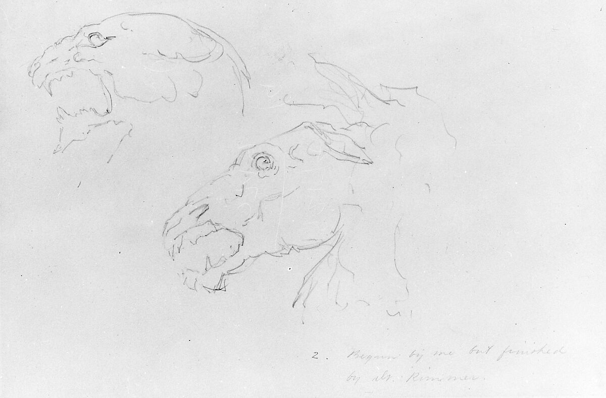 Sketches of Two Animal Skulls, William Rimmer (American (born England), Liverpool 1816–1879 South Milford, Massachusetts), Graphite on light buff-colored wove paper, American 