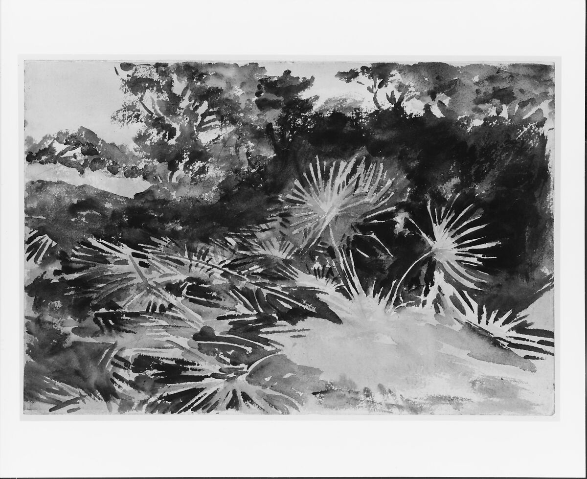 Landscape with Palmettos, John Singer Sargent (American, Florence 1856–1925 London), Watercolor and graphite on white wove paper, American