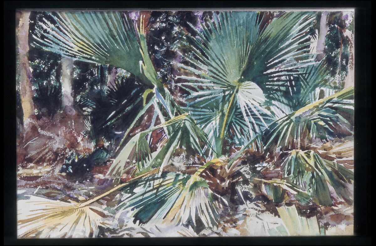 Palmettos, John Singer Sargent (American, Florence 1856–1925 London), Watercolor, graphite, and wax crayon on white wove paper, American