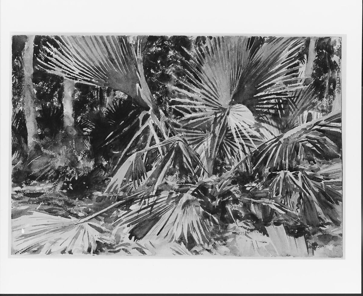 Palmettos, John Singer Sargent (American, Florence 1856–1925 London), Watercolor, graphite, and wax crayon on white wove paper, American