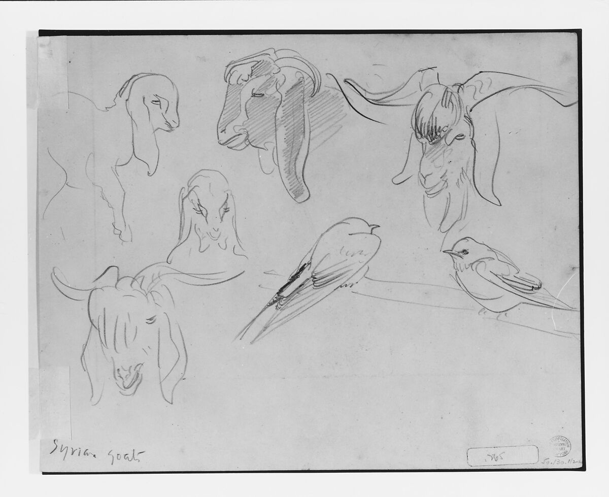 Syrian Goats and Bird, John Singer Sargent (American, Florence 1856–1925 London), Graphite on off-white wove paper, American