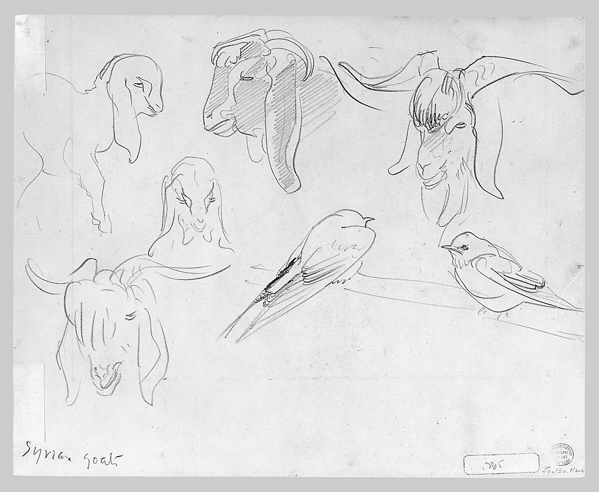 Syrian Goats and Bird, John Singer Sargent (American, Florence 1856–1925 London), Graphite on off-white wove paper, American