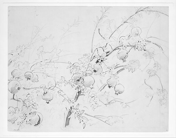 Pomegranates, John Singer Sargent (American, Florence 1856–1925 London), Graphite, pen, and ink on light buff wove paper, American