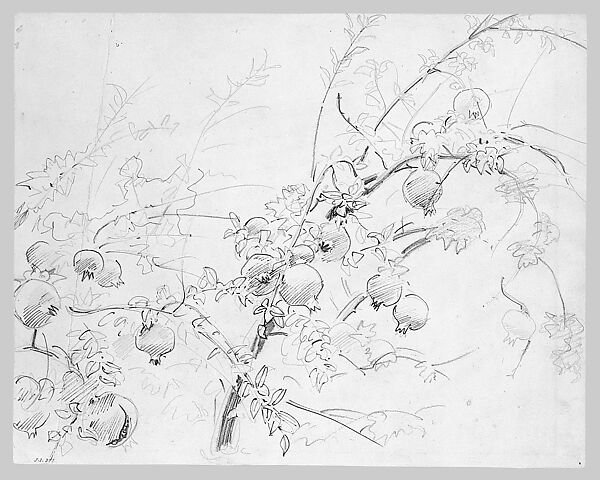 Pomegranates, John Singer Sargent (American, Florence 1856–1925 London), Graphite, pen, and ink on light buff wove paper, American