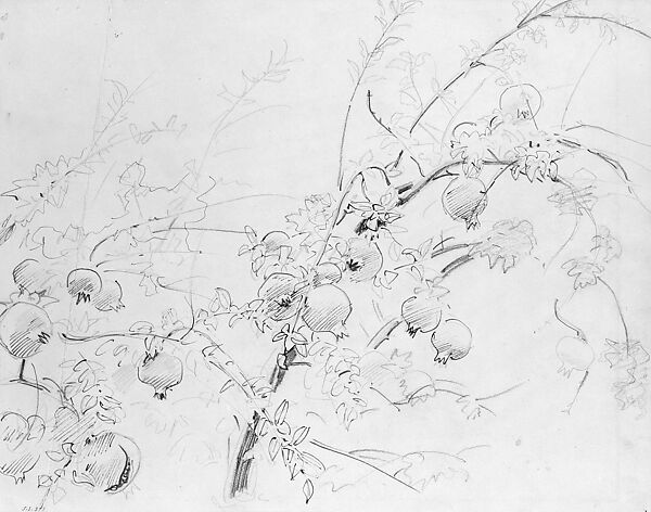 Pomegranates, John Singer Sargent (American, Florence 1856–1925 London), Graphite, pen, and ink on light buff wove paper, American