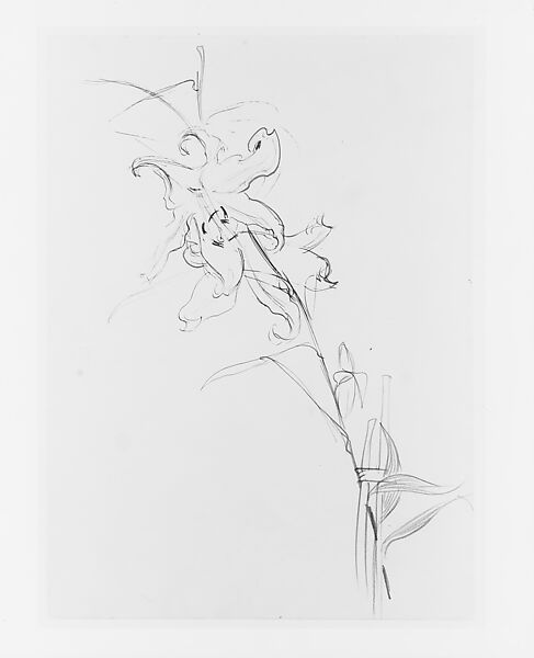 Lily, Study for "Carnation, Lily, Lily, Rose", John Singer Sargent (American, Florence 1856–1925 London), Graphite, pen, and ink on off-white wove paper, American