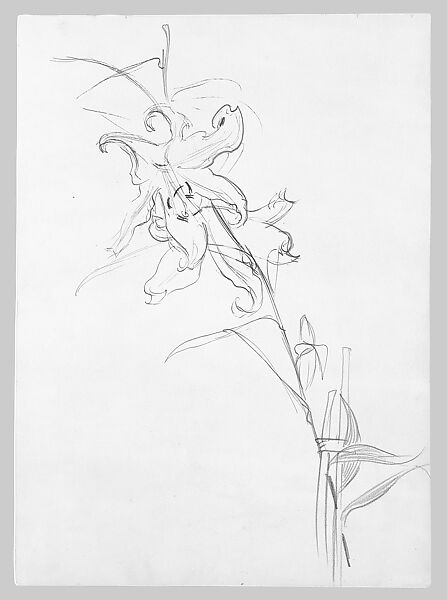 Lily, Study for "Carnation, Lily, Lily, Rose", John Singer Sargent (American, Florence 1856–1925 London), Graphite, pen, and ink on off-white wove paper, American