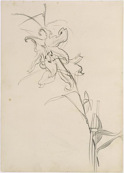 Lily, Study for "Carnation, Lily, Lily, Rose", John Singer Sargent  American, Graphite, pen, and ink on off-white wove paper, American