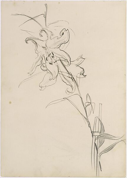 Lily, Study for "Carnation, Lily, Lily, Rose", John Singer Sargent (American, Florence 1856–1925 London), Graphite, pen, and ink on off-white wove paper, American 