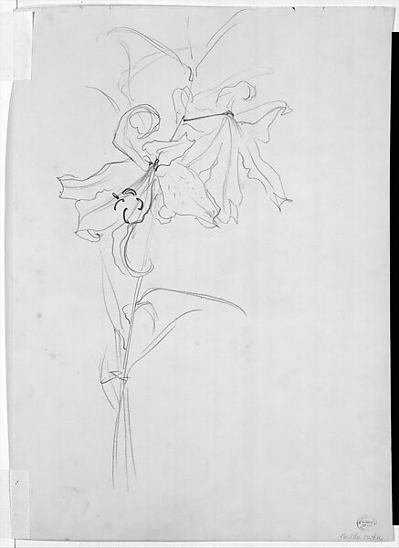 Lily, Study for "Carnation, Lily, Lily, Rose", John Singer Sargent (American, Florence 1856–1925 London), Graphite on off-white wove paper, American 