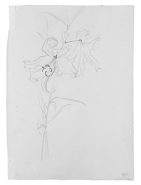 Lily, Study for "Carnation, Lily, Lily, Rose", John Singer Sargent (American, Florence 1856–1925 London), Graphite on off-white wove paper, American