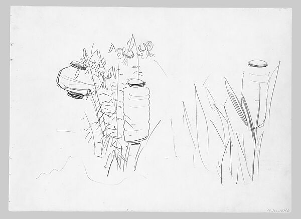 Lily, Study for "Carnation, Lily, Lily, Rose", John Singer Sargent (American, Florence 1856–1925 London), Graphite on off-white wove paper, American