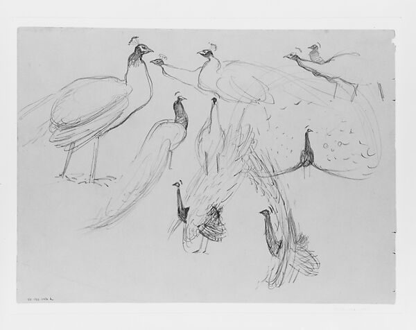 Peacocks, John Singer Sargent (American, Florence 1856–1925 London), Graphite on grey-green wove paper, American