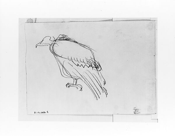 Vulture, John Singer Sargent (American, Florence 1856–1925 London), Graphite on off-white wove paper, American