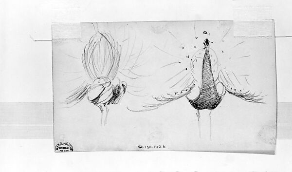 Peacocks, John Singer Sargent (American, Florence 1856–1925 London), Graphite on off-white wove paper, American