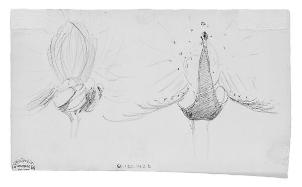 Peacocks, John Singer Sargent (American, Florence 1856–1925 London), Graphite on off-white wove paper, American 