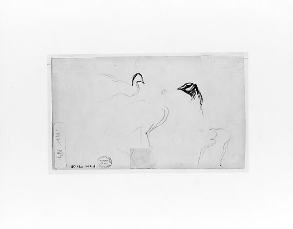 Peacocks, John Singer Sargent (American, Florence 1856–1925 London), Graphite on off-white wove paper, American