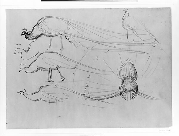 Peacocks, John Singer Sargent (American, Florence 1856–1925 London), Graphite on manilla wove paper, American