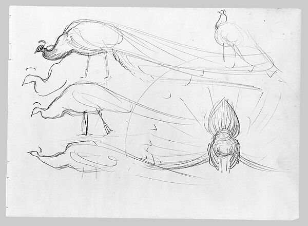 Peacocks, John Singer Sargent (American, Florence 1856–1925 London), Graphite on manilla wove paper, American