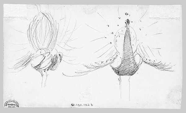 Swans, John Singer Sargent (American, Florence 1856–1925 London), Graphite on off-white wove paper, American
