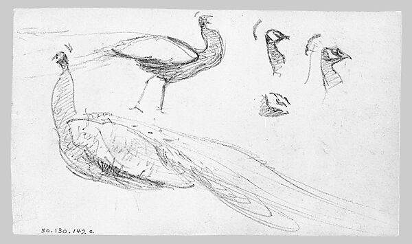 Swans, John Singer Sargent (American, Florence 1856–1925 London), Graphite on off-white wove paper, American