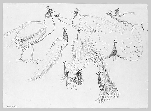 Swans, John Singer Sargent (American, Florence 1856–1925 London), Graphite on off-white wove paper, American