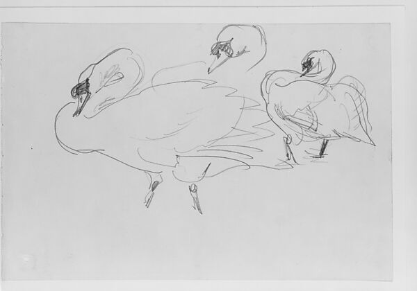 Swans, John Singer Sargent (American, Florence 1856–1925 London), Graphite on off-white wove paper, American