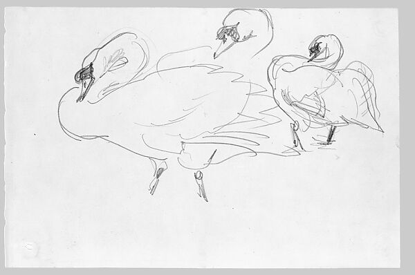 Swans, John Singer Sargent (American, Florence 1856–1925 London), Graphite on off-white wove paper, American