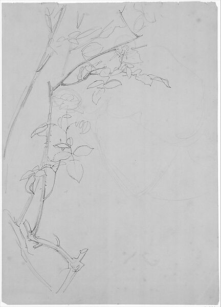 Rose Branch, Study for "Carnation, Lily, Lily, Rose", John Singer Sargent (American, Florence 1856–1925 London), Graphite on grey-green wove paper, American