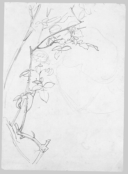 Rose Branch, Study for "Carnation, Lily, Lily, Rose", John Singer Sargent (American, Florence 1856–1925 London), Graphite on grey-green wove paper, American