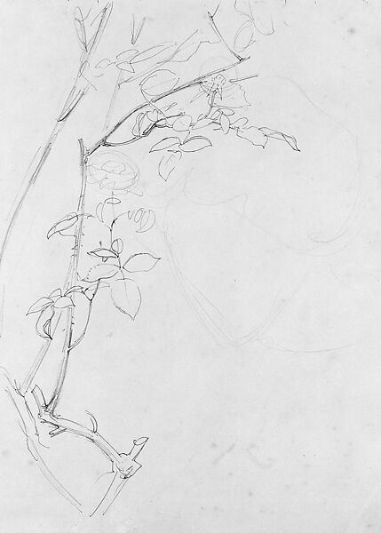 Rose Branch, Study for "Carnation, Lily, Lily, Rose", John Singer Sargent (American, Florence 1856–1925 London), Graphite on grey-green wove paper, American 