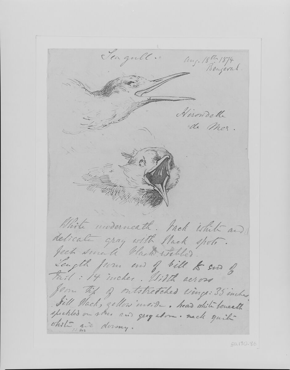Seagull, John Singer Sargent (American, Florence 1856–1925 London), Pen and ink on paper, American