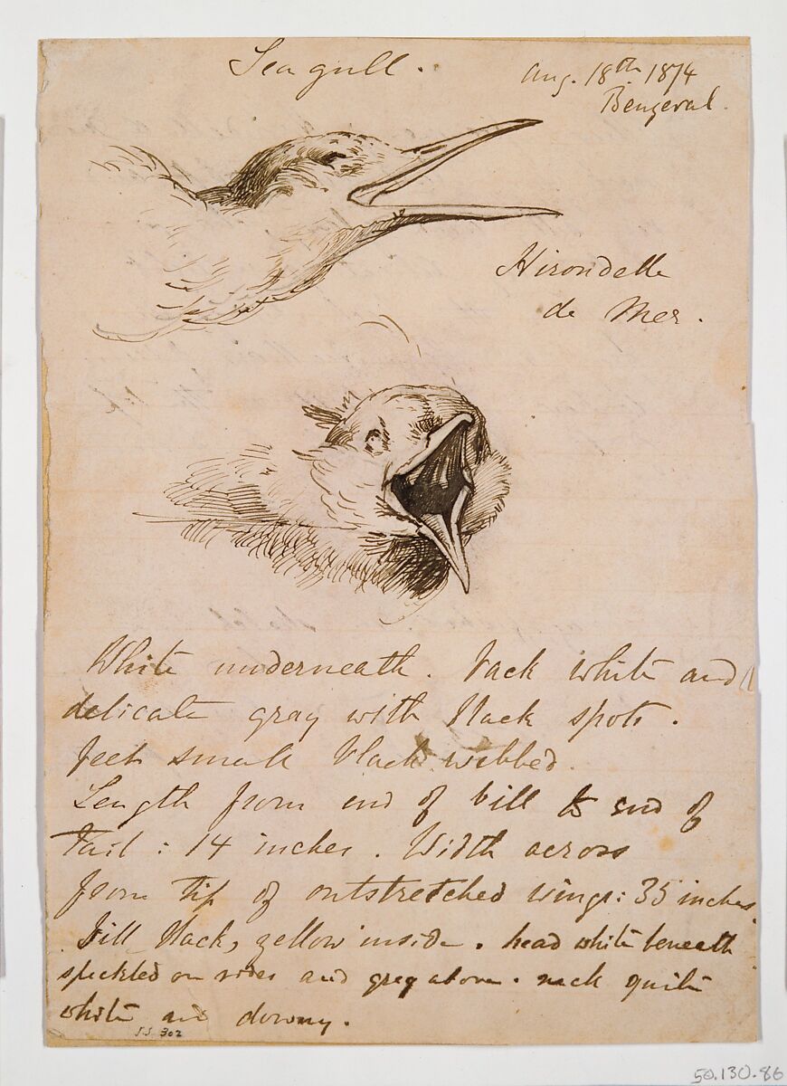 Seagull, John Singer Sargent (American, Florence 1856–1925 London), Pen and ink on paper, American