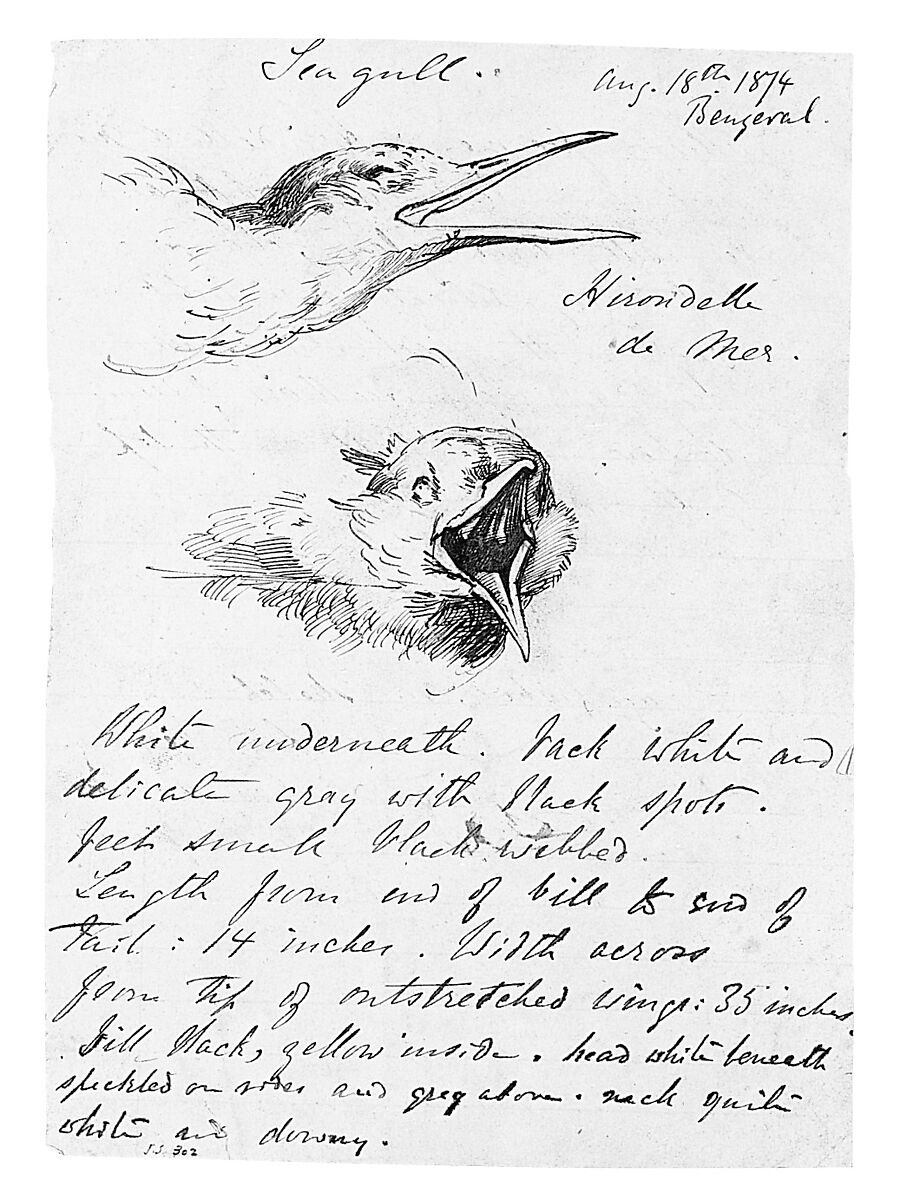 Seagull, John Singer Sargent (American, Florence 1856–1925 London), Pen and ink on paper, American