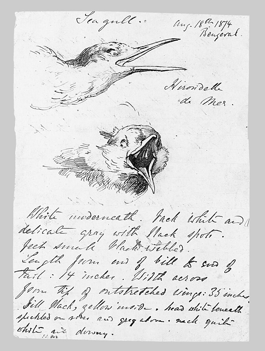 Seagull, John Singer Sargent (American, Florence 1856–1925 London), Pen and ink on paper, American