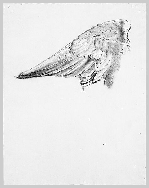 Wing, Study for Notus in "The Winds", John Singer Sargent (American, Florence 1856–1925 London), Black chalk on blue laid paper, American